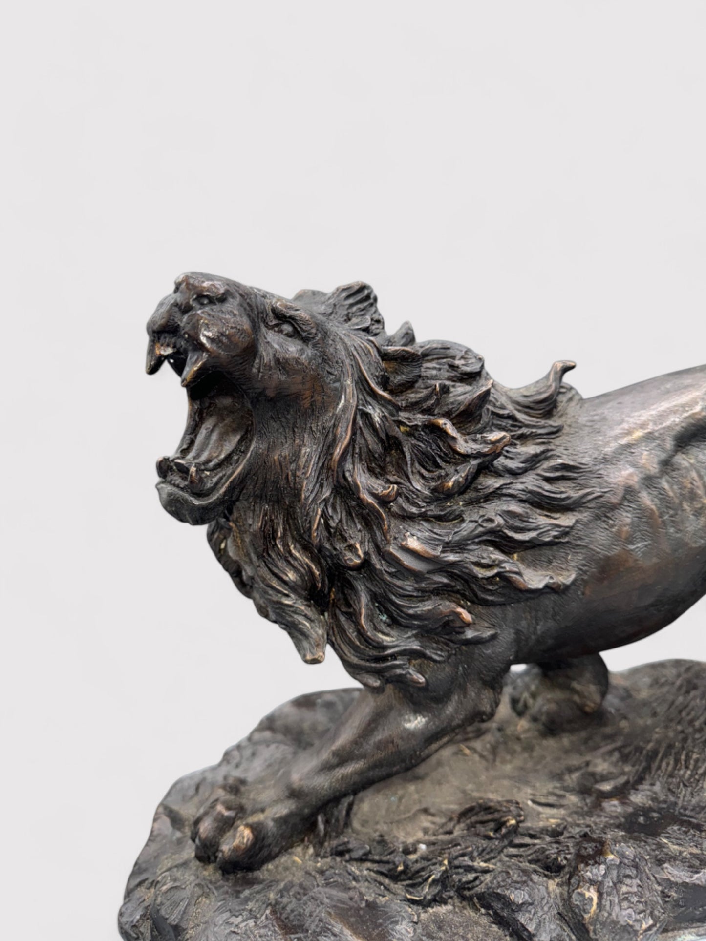 Brüllender Bronze Löwe, L 38cm